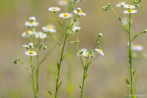 Vergerette annuelle, Érigéron annuel — Erigeron annuus (L.) Desf., 1804, (Lacq (64), France, le 25/06/2019)