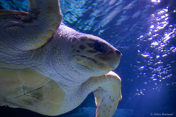 Tortue caouanne — Caretta caretta (Linnaeus, 1758), (Aquarium de Biarritz (64), France, le 19/08/2024)