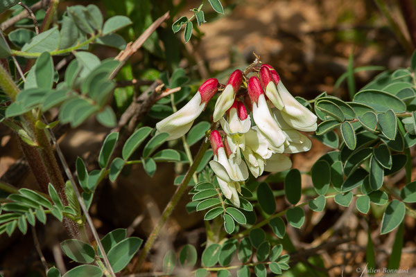 Astragale du Portugal — Erophaca baetica subsp. baetica (L.) Boiss., (Réserve Naturelle Jebel Bouhachem, Anjra Derdara (Tanger-Tétouan-Al Hoceïma), Maroc, le 23/02/2023)