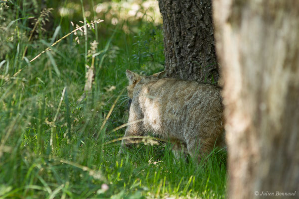 Chat forestier – Felis silvestris Schreber, 1775, (adulte), (Zoodycée, Chizé (79), France, le 12/06/2021)