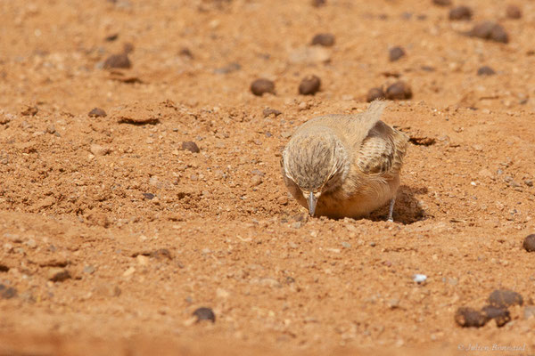 Ammomane élégante — Ammomanes cinctura (Gould, 1839), (Parc national d'Iriqui (Souss-Massa-Draâ, Guelmim-Es Semara), Maroc, le 12/02/2023)