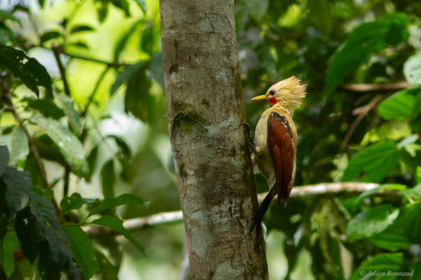 Pic jaune — Celeus flavus (Statius Müller, 1776), (Iracoubo, Guyane, le 12/07/2016)
