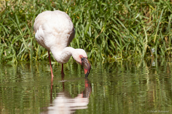Flamant nain – Phoeniconaias minor (É. Geoffroy Saint-Hilaire, 1798), (Oasis Park, Fuerteventura, Iles Canaries (Espagne), le 16/02/2022)