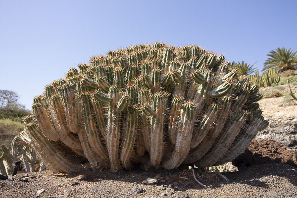 Euphorbe de Fuerteventura – Euphorbia handiensis Burchard, 1912, (Oasis Park, Fuerteventura, (Iles Canaries, Espagne), le 16/02/2022)