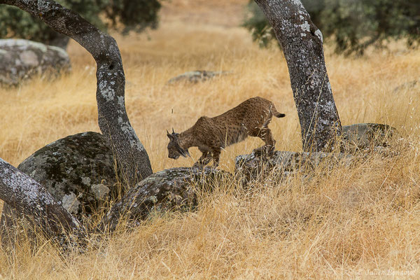 Lynx pardelle — Lynx pardinus (Temminck, 1827), (Parque Natural de la Sierra de Andújar (Andalousie), Espagne, le 10/08/2020)