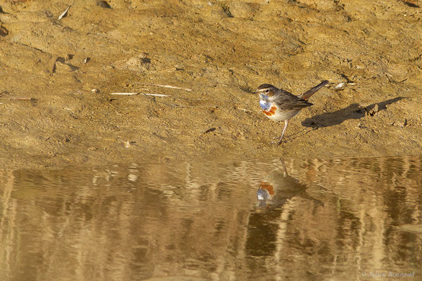 Gorgebleue à miroir — Luscinia svecica (Linnaeus, 1758), (Parc Naturel du Delta de l'Ebre (Catalogne), Espagne, le 06/02/2022)