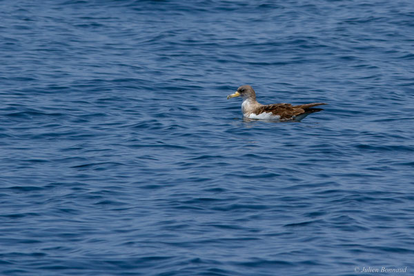 Puffin cendré — Calonectris diomedea (Scopoli, 1769), (Sagres (Vila do Bispo), (Algarve), Portugal, le 31/08/2018)