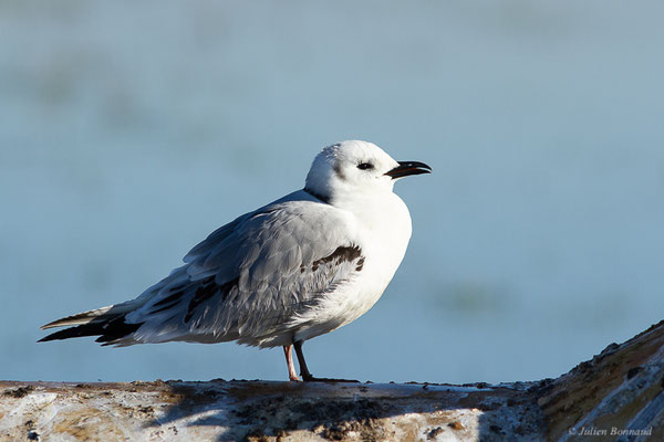 Mouette tridactyle — Rissa tridactyla (Linnaeus, 1758), (Guiche (64), France, le 10/12/2022)