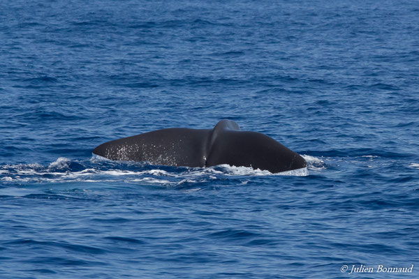 Cachalot, Cachalot macrocéphale ou Grand cachalot – Physeter macrocephalus Linnaeus, 1758, (au large de Deshaies, Basse-Terre le 22/05/2016)