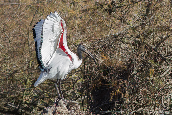 Ibis sacré — Threskiornis aethiopicus (Latham, 1790), (Parc ornithologique de Pont de Gau (13), France, le 20/02/2020)
