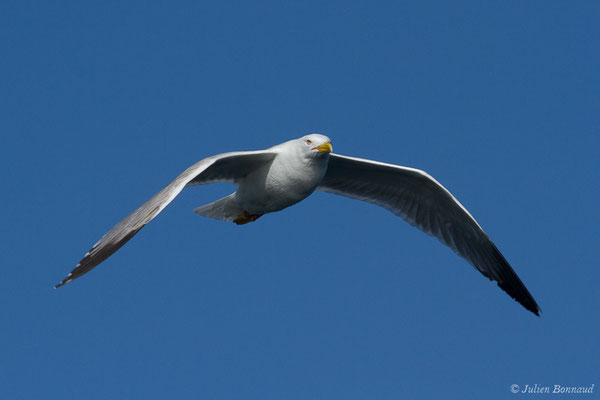 Goéland cantabrique — Larus michahellis lusitanius Joiris, 1978, (Saint-Jean-de-Luz (64), France, le 20/04/2019)