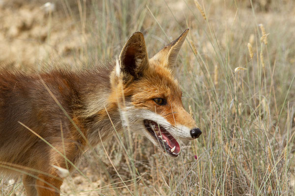 Renard roux — Vulpes vulpes (Linnaeus, 1758), (Parque Natural de las Bardenas, Navarre, Espagne, le 08/06/2022)