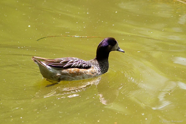Canard à front blanc — Mareca americana (Gmelin, 1789), (Parc animalier de Nahuques, Mont-de-Marsan (40), France, le 19/05/2023)