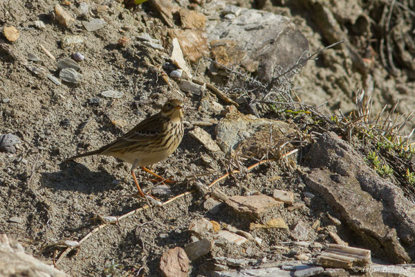 Pipit farlouse – Anthus pratensis (Linnaeus, 1758), (Bidart (64), France, le 09/11/2018)