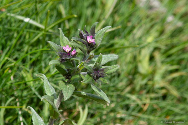 Grémil à fleurs variées — Buglossoides arvensis subsp. permixta, (Col du Pourtalet, Laruns (64), France, le 08/05/2022)