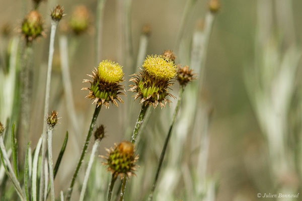 Phagnalon des rochers — Phagnalon saxatile (L.) Cass., 1819