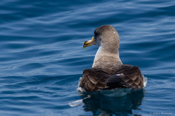 Puffin cendré — Calonectris diomedea (Scopoli, 1769), (Sagres (Vila do Bispo), (Algarve), Portugal, le 31/08/2018)
