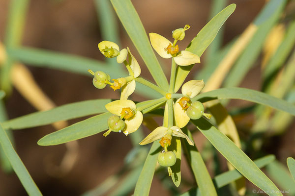 Euphorbe de Lamarck — Euphorbia lamarckii Sweet, (Tafedna, (Marrakech-Tensift-Al Haouz), Maroc, le 25/01/2023)