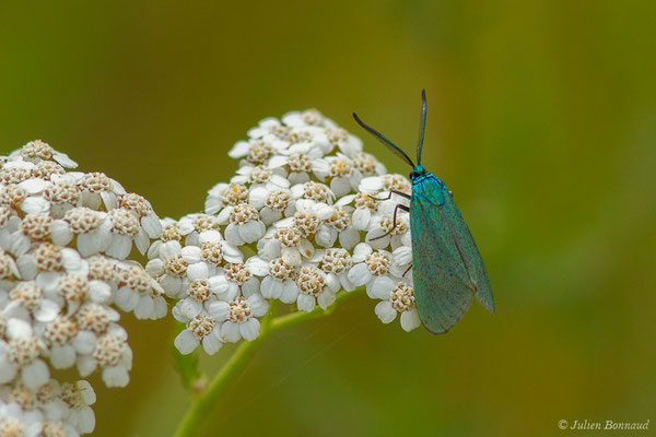 Turquoise — Jordanita sp., (mâle) (Laglorieuse (40), France, le 26/05/2020)