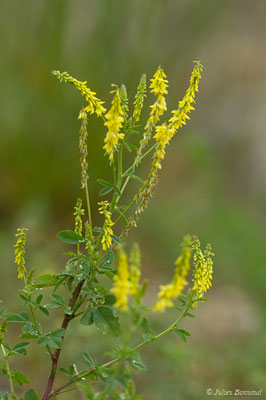Mélilot officinal, Mélilot jaune — Melilotus officinalis (L.) Lam., 1779