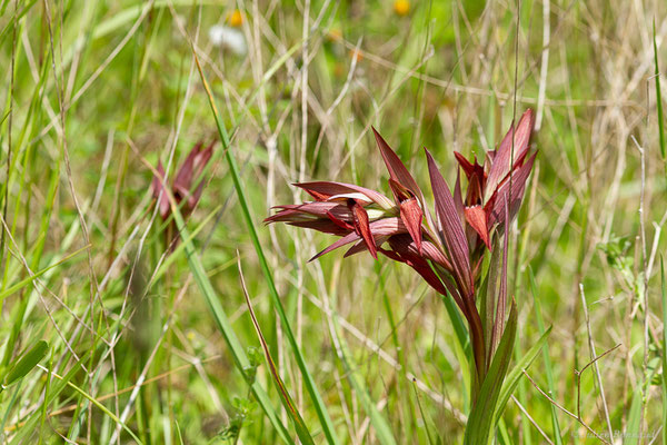Sérapias à labelle allongé — Serapias vomeracea (Burm.f.) Briq., 1910