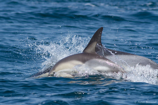 Dauphin commun, Dauphin commun à bec court ou Dauphin commun à bec long – Delphinus delphis Linnaeus, 1758, (Sagres (Vila do Bispo), Algarve (Portugal), le 31/08/2018)