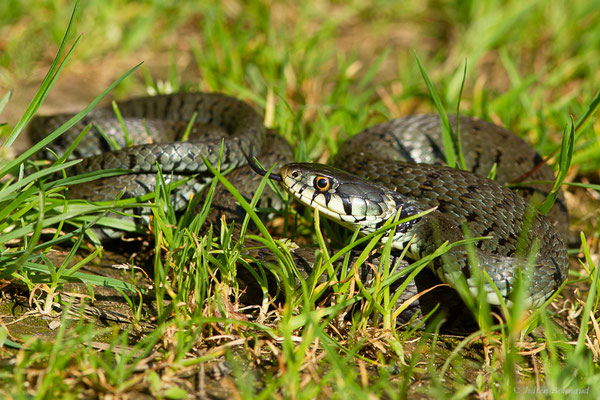Couleuvre helvétique — Natrix helvetica (Lacepède, 1789)
