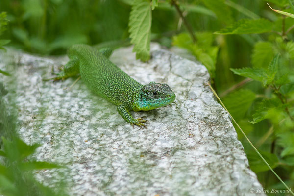 Lézard à deux raies — Lacerta bilineata (Daudin, 1802), (mâle adulte) (Etsaut (64), France, le 11/07/2018)