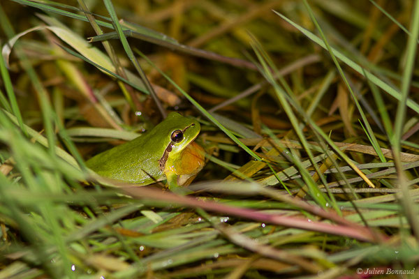Rainette méridionale — Hyla meridionalis Böttger, 1874