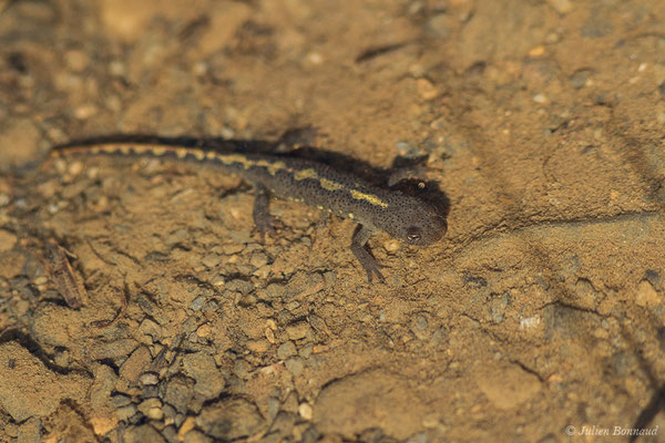 Calotriton des Pyrénées — Calotriton asper (Al. Dugès, 1852)
