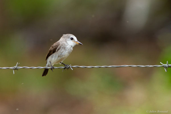 Moucherolle à tête blanche — Arundinicola leucocephala (Linnaeus, 1764)