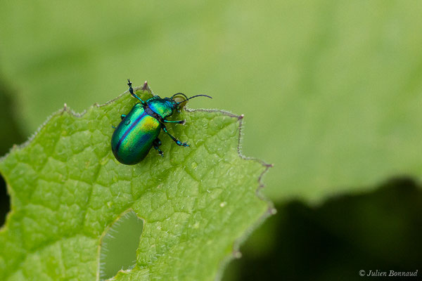 (Oreina speciosissima) (adulte) (Station de ski de Gourette, Eaux Bonnes (65), France, le 15/06/2020)