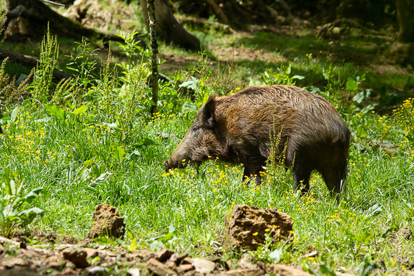 Sanglier — Sus scrofa Linnaeus, 1758, (La Ferme aux Cerfs, Le Houga (32), France, le 10/05/2023)