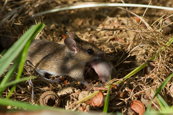Mulot sylvestre — Apodemus sylvaticus (Linnaeus, 1758), (Saint-Pée-sur-Nivelle (64), France, le 13/04/2021)