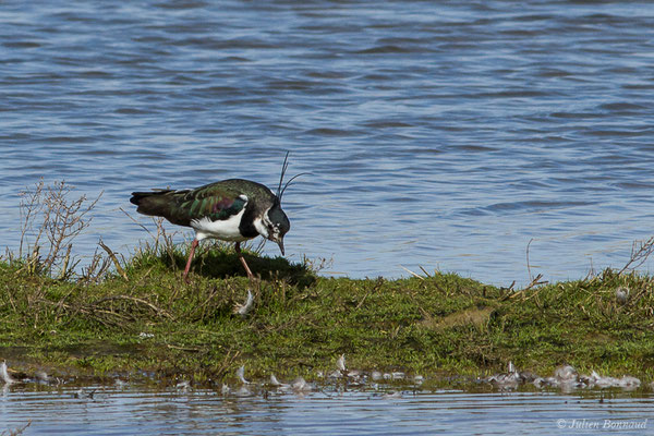 Vanneau huppé — Vanellus vanellus (Linnaeus, 1758), (Réserve ornithologique du Teich (33), France, le 15/02/2021)