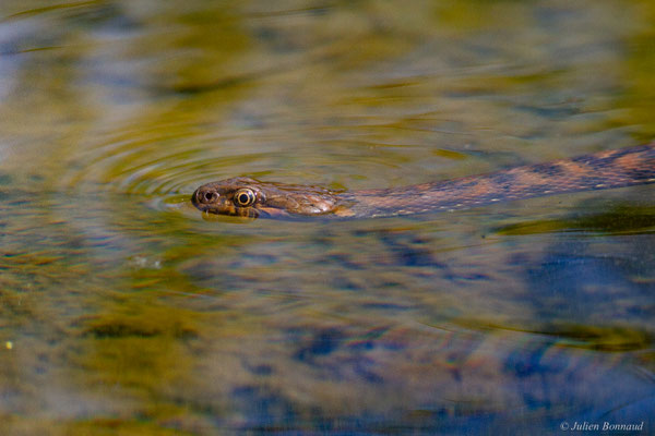 Couleuvre vipérine — Natrix maura (Linnaeus, 1758)