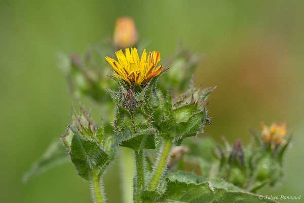 Picride fausse vipérine — Helminthotheca echioides (L.) Holub, 1973, (Ibos (65), France, le 09/06/2020)