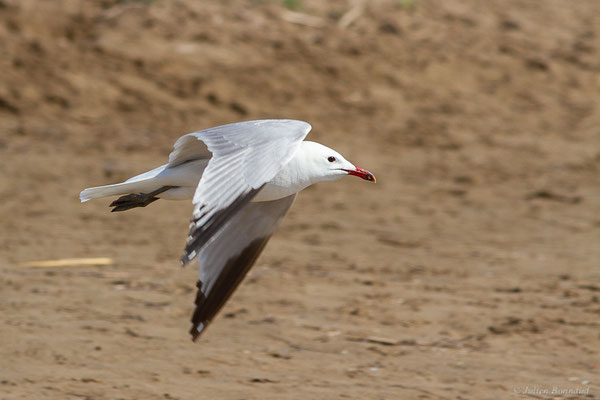 Goéland d'Audouin — Ichthyaetus audouinii (Payraudeau, 1826), (Parc Naturel du Delta de l'Ebre (Catalogne), Espagne, le 06/06/2022)