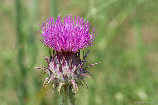 Onopordon d'Illyrie — Onopordum illyricum L., 1753