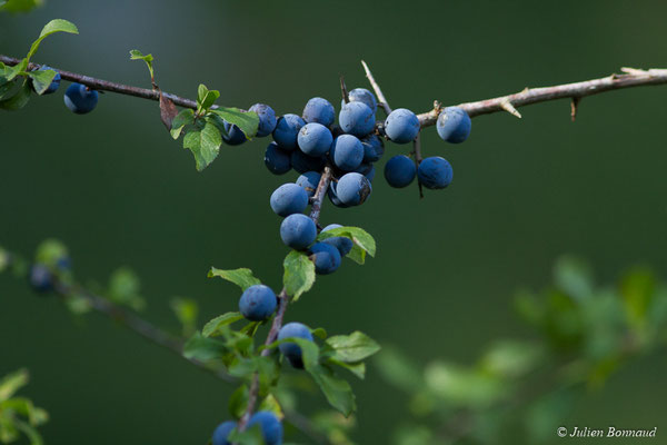 Prunellier — Prunus spinosa L., 1753, (Argelès-Gazost (65), France, le 03/10/2017)