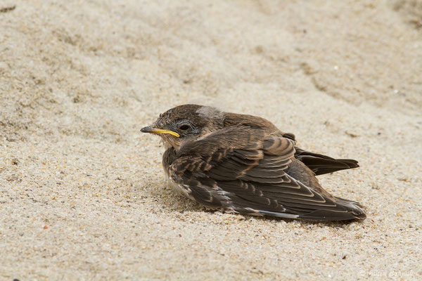 Hirondelle de rivage – Riparia riparia (Linnaeus, 1758), (juvénile)