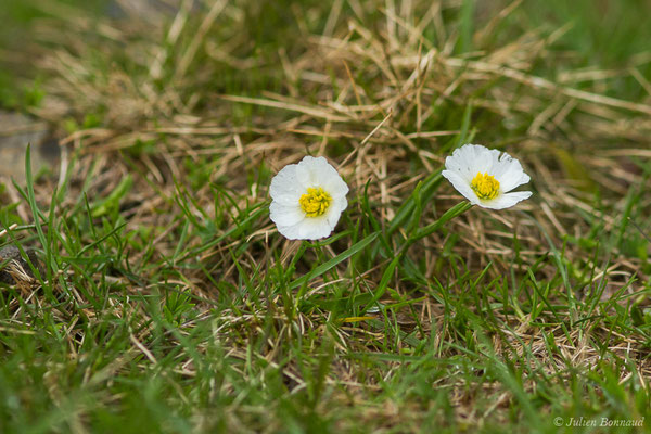 Renoncule des Pyrénées — Ranunculus pyrenaeus L., 1771