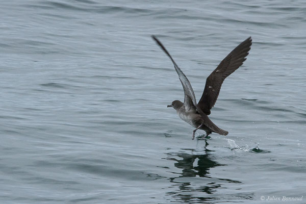 Puffin des Baléares – Puffinus mauretanicus Lowe, 1921, (Baie de Quiberon, Locmariaquer (56), France, le 09/07/2021)
