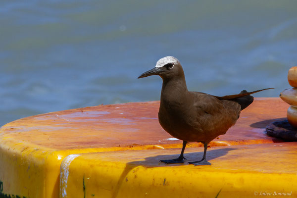 Noddi brun — Anous stolidus (Linnaeus, 1758)