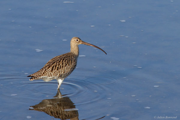 Courlis cendré — Numenius arquata (Linnaeus, 1758)