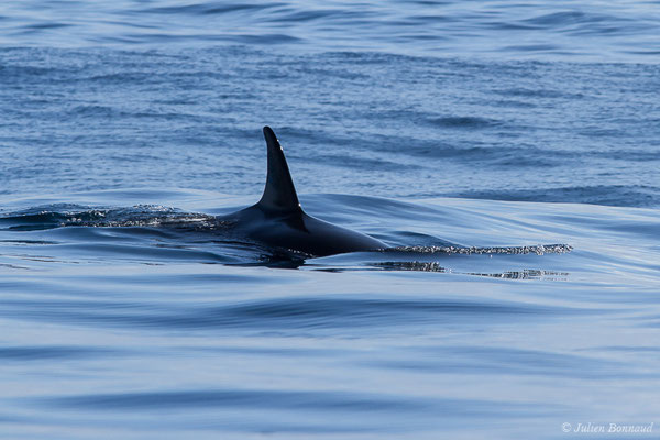 Orque ou Épaulard – Orcinus orca (Linnaeus, 1758), (Saint-Jean-de-Luz (64), France, le 05/10/2019)