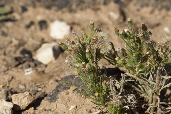 Érigéron de Buenos Aires — Erigeron bonariensis L., 1753, (Tindaya, Fuerteventura, (Iles Canaries, Espagne), le 18/02/2022)