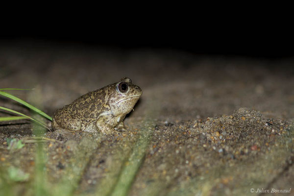 Pélobate cultripède — Pelobates cultripes (Cuvier, 1829), (Tarnos (40), France, le 22/05/2021)