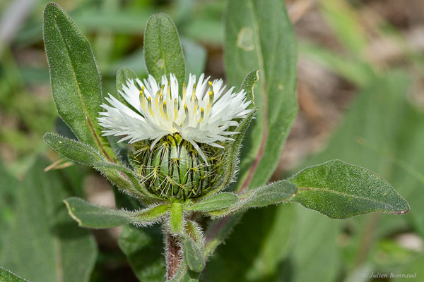 Centaurée bordée de noir — Centaurea pullata L., 1753, (Site archéologique de Volubilis, Fertassa (Fès-Meknès), Maroc, le 22/02/2023)