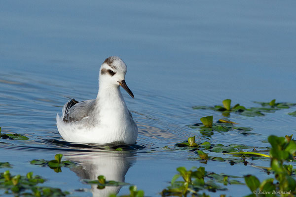 Phalarope à bec large — Phalaropus fulicarius (Linnaeus, 1758), (Capbreton (40), France, le 02/12/2022)